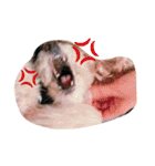 coach's stamp（個別スタンプ：8）