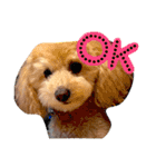 coach's stamp（個別スタンプ：10）