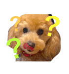 coach's stamp（個別スタンプ：12）