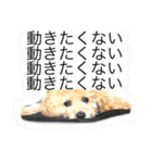 coach's stamp（個別スタンプ：13）