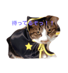 カワイイうちの猫（個別スタンプ：1）