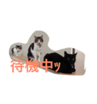 カワイイうちの猫（個別スタンプ：2）
