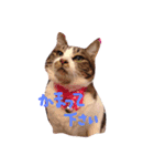 カワイイうちの猫（個別スタンプ：3）