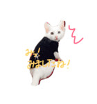 カワイイうちの猫（個別スタンプ：4）
