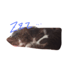 カワイイうちの猫（個別スタンプ：5）