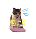 カワイイうちの猫（個別スタンプ：6）