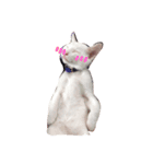 カワイイうちの猫（個別スタンプ：7）