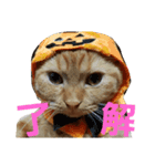 みかんスタンプฅ•ω•ฅ（個別スタンプ：1）