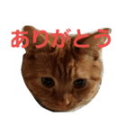 みかんスタンプฅ•ω•ฅ（個別スタンプ：2）