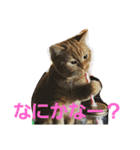 みかんスタンプฅ•ω•ฅ（個別スタンプ：3）