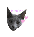 ロシアンブルーのあくあちゃん♥︎︎（個別スタンプ：4）