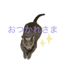 ロシアンブルーのあくあちゃん♥︎︎（個別スタンプ：5）