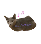 ロシアンブルーのあくあちゃん♥︎︎（個別スタンプ：6）