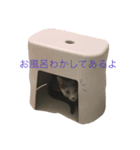 ロシアンブルーのあくあちゃん♥︎︎（個別スタンプ：21）
