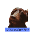 ワンコの声（個別スタンプ：2）