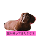 ワンコの声（個別スタンプ：3）