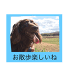 ワンコの声（個別スタンプ：4）