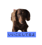 ワンコの声（個別スタンプ：5）