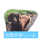 ワンコの声（個別スタンプ：7）