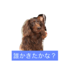 ワンコの声（個別スタンプ：9）