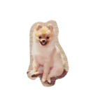 ポメラニアンのRutaちゃん（個別スタンプ：1）