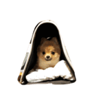 ポメラニアンのRutaちゃん（個別スタンプ：2）