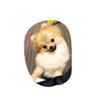 ポメラニアンのRutaちゃん（個別スタンプ：3）