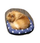 ポメラニアンのRutaちゃん（個別スタンプ：16）