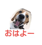 ビーグルとミニチュアシュナウザー3（個別スタンプ：1）
