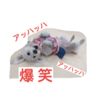 ビーグルとミニチュアシュナウザー3（個別スタンプ：2）