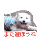 ビーグルとミニチュアシュナウザー3（個別スタンプ：4）