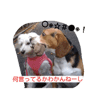 ビーグルとミニチュアシュナウザー3（個別スタンプ：6）