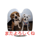 ビーグルとミニチュアシュナウザー3（個別スタンプ：9）