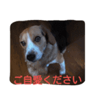 ビーグルとミニチュアシュナウザー3（個別スタンプ：10）