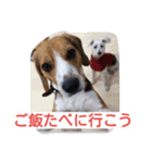 ビーグルとミニチュアシュナウザー3（個別スタンプ：11）