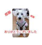ビーグルとミニチュアシュナウザー3（個別スタンプ：12）