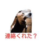 ビーグルとミニチュアシュナウザー3（個別スタンプ：13）