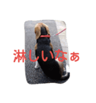 ビーグルとミニチュアシュナウザー3（個別スタンプ：14）