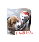 ビーグルとミニチュアシュナウザー3（個別スタンプ：15）