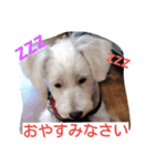 ビーグルとミニチュアシュナウザー3（個別スタンプ：16）