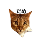 M家の猫たち（個別スタンプ：2）
