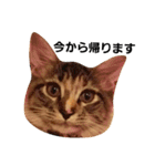 M家の猫たち（個別スタンプ：3）