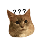 M家の猫たち（個別スタンプ：4）
