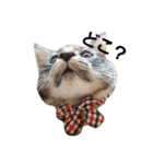 M家の猫たち（個別スタンプ：5）