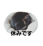 M家の猫たち（個別スタンプ：6）