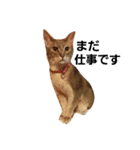 M家の猫たち（個別スタンプ：7）