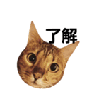 M家の猫たち（個別スタンプ：8）