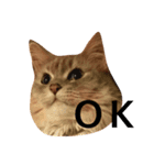 M家の猫たち（個別スタンプ：10）