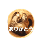 M家の猫たち（個別スタンプ：11）
