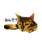 M家の猫たち（個別スタンプ：13）